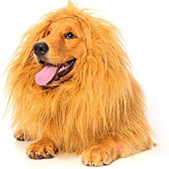 dogloveit Other - Golden Retriever Lion costume!